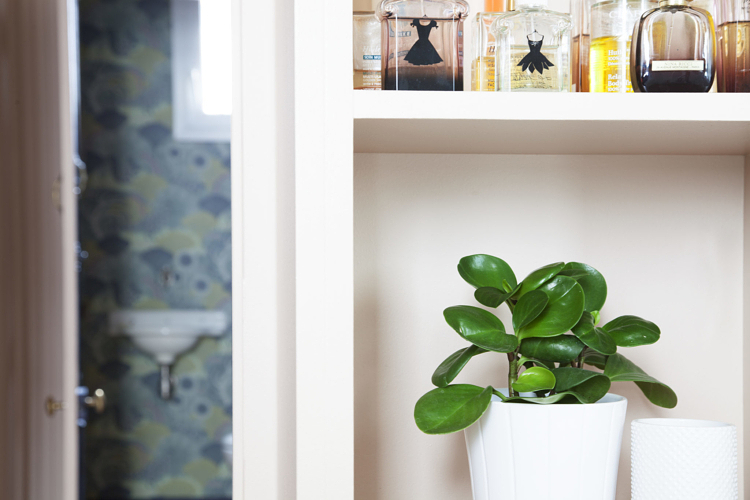 Un mini jardin intérieur