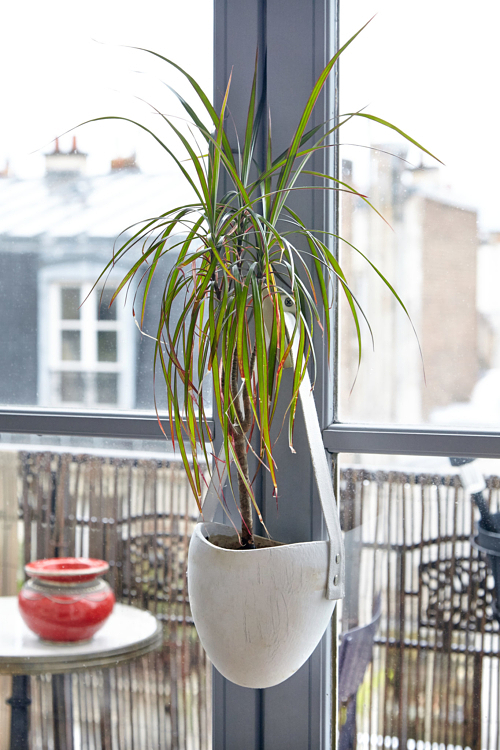 Une plante suspendue