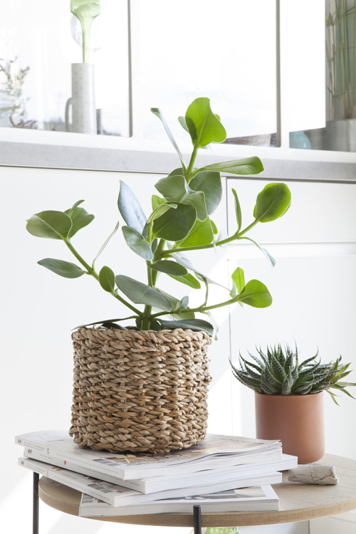 La plante sur la table basse