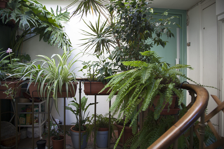 La jungle sur le palier