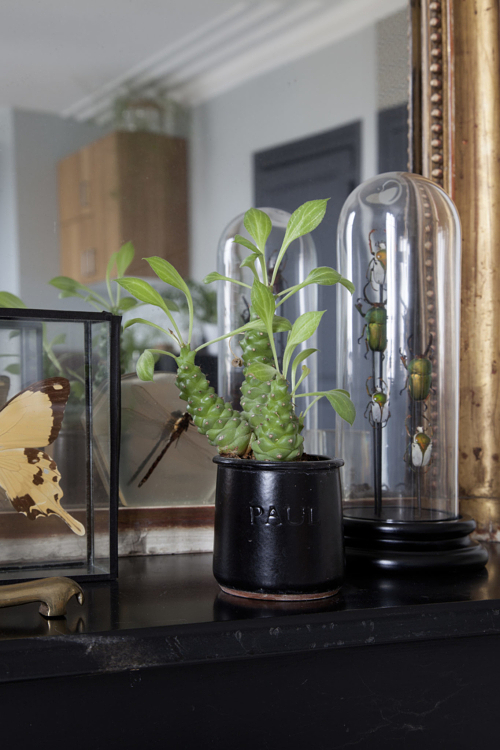 La plante au milieu des insectes