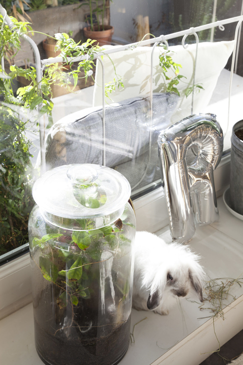 Les plantes et le lapin